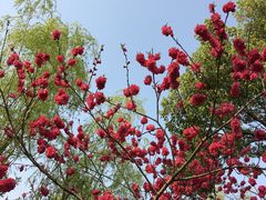 -南汇桃花村