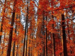 -黄海国家森林公园