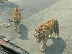 -西安秦岭野生动物园