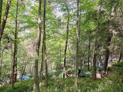 -铁山坪森林公园