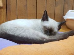 -龟与熊猫宠物公园(南坪店)
