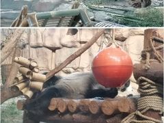 -泉州海丝野生动物世界