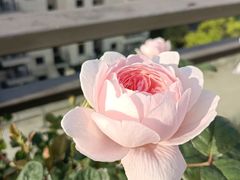 -糕潮(森兰店)