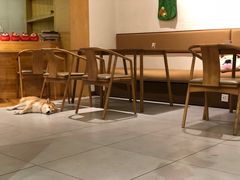 -柴务处·柴犬主题狗咖