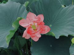 -荷塘月色湿地公园·向阳花洲
