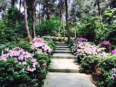 -铁山坪森林公园