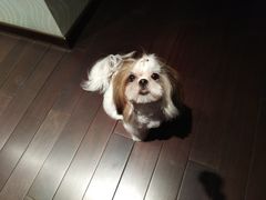 -精灵岛宠物生活馆(洪泽花园店)