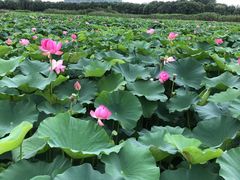 -荷塘月色湿地公园·向阳花洲