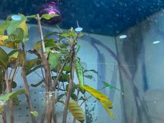 -上海大自然野生昆虫馆(东方明珠·爬宠昆虫探索中心)