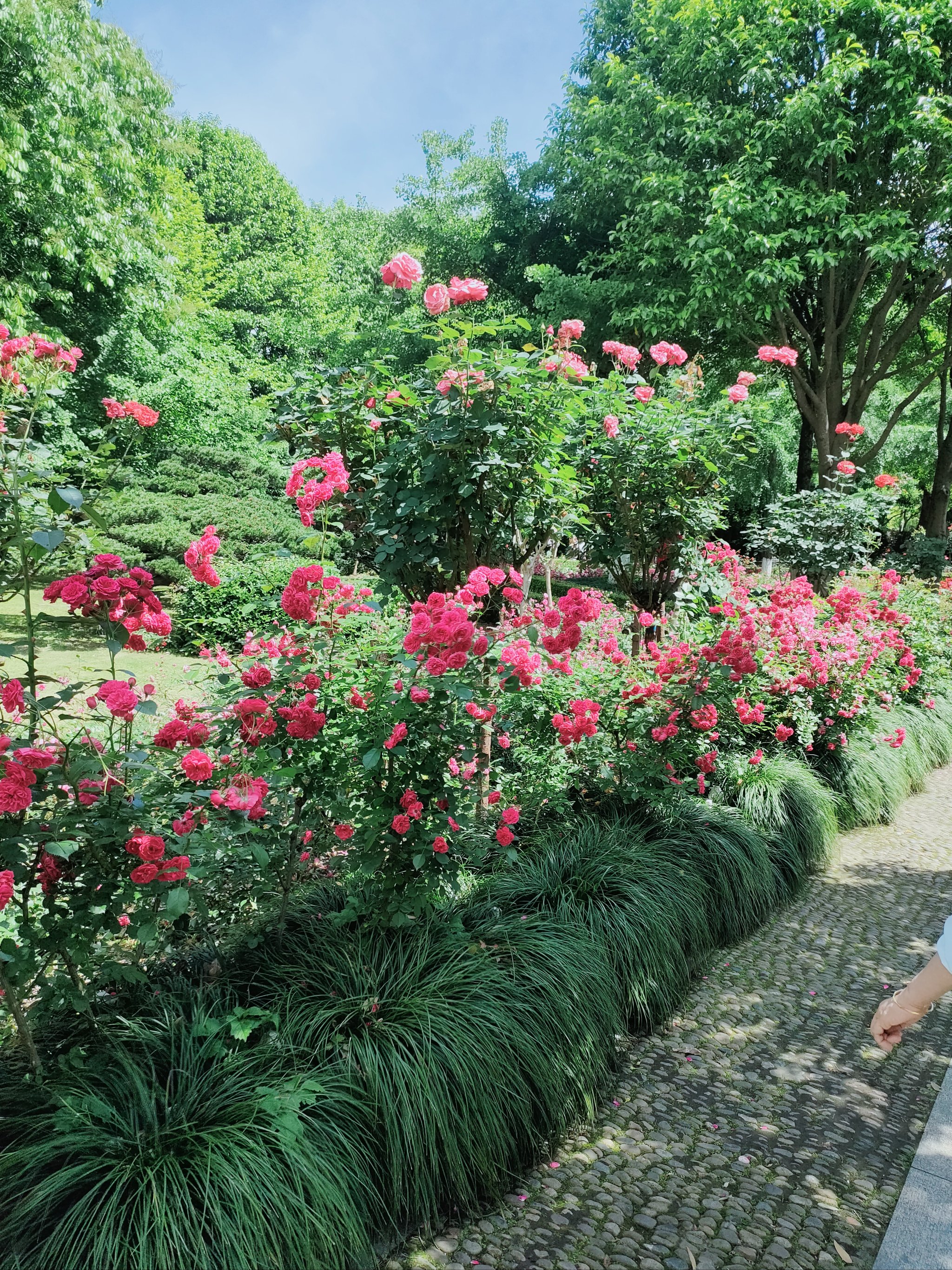 单个花圃图片图片