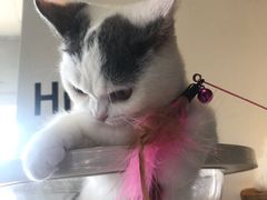 -Heymao猫咖.咖啡厅(东门店)
