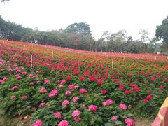-松山湖梦幻百花洲