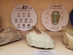 -正佳自然科学博物馆