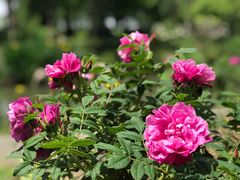 -鹅湖玫瑰文化园