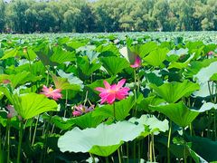 -长春市南湖公园