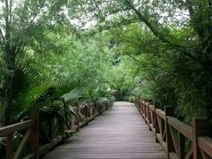 -铁山坪森林公园