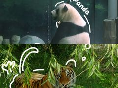 -五龙山野生动物王国