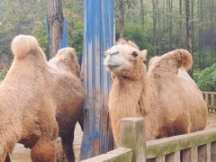 -贵州森林野生动物园