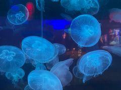 -太平洋海底世界