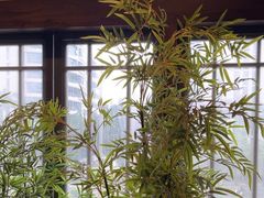-洞庭土菜馆(天河北总店)