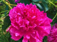 -黑龙江省森林植物园