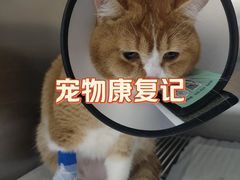 -瑞派新吉太郎宠物医院·重症转诊中心·泌尿道(嘉禾望岗院)