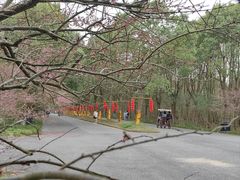 -上海海湾国家森林公园