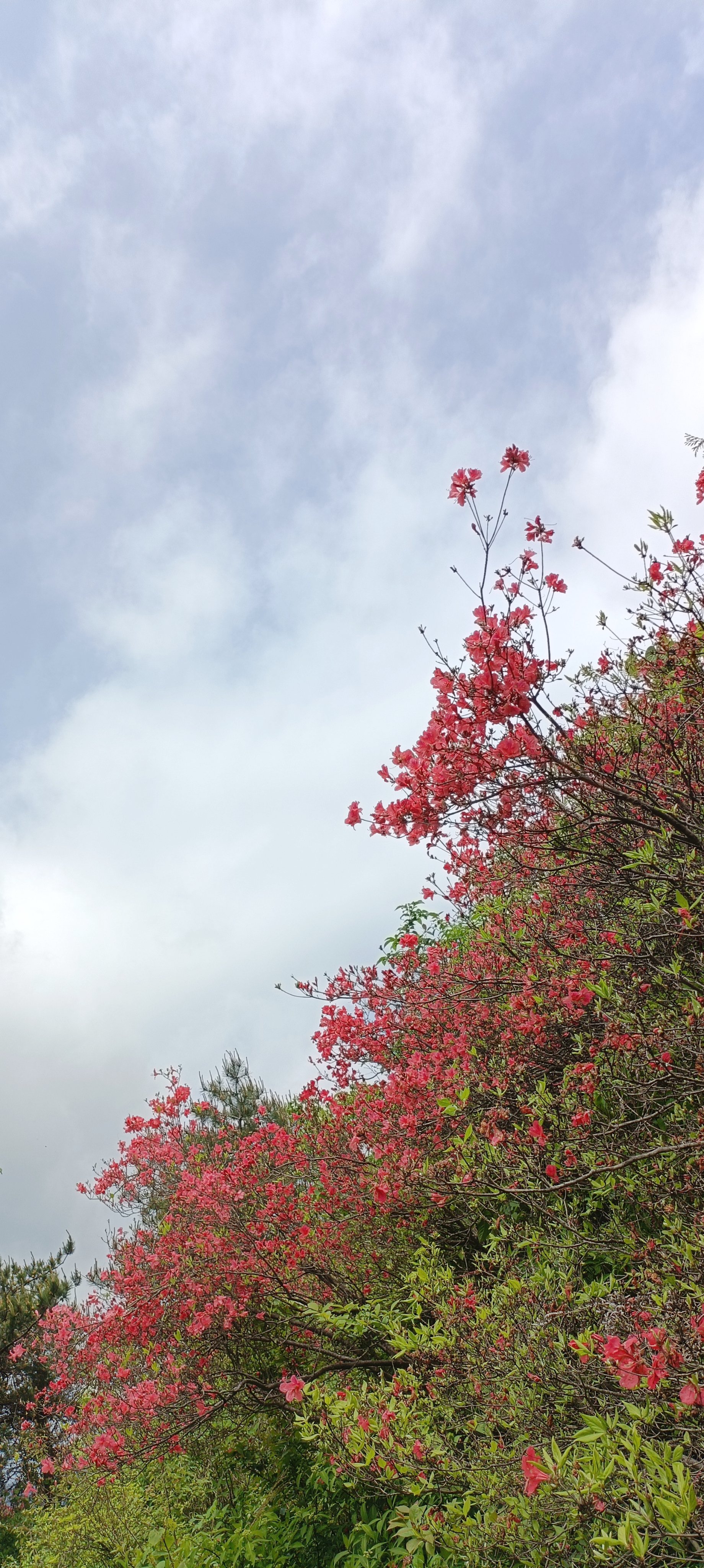 常宁天堂山映山红图片