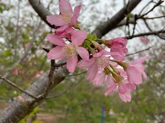 -天适樱花悠乐园