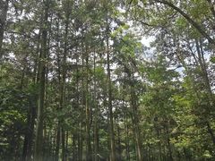 -广州市石门国家森林公园