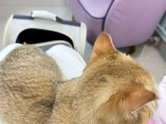 -北京观赏动物医院·24小时大型综合·猫专科·异宠专科