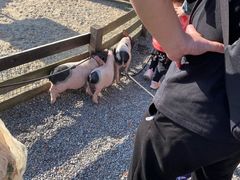 -前小桔亲子创意农场·草莓采摘·露营烧烤