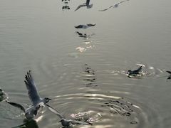 -蠡湖大桥公园