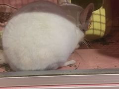 -藦茜花园宠物主题亲子互动体验馆(国顺东路店)