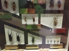 -上海昆虫博物馆
