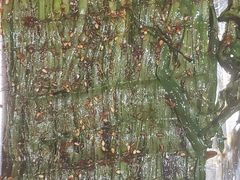 烤韭菜-三鼎甲烧烤城