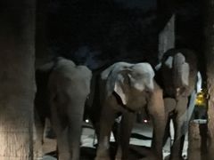 -清迈夜间动物园