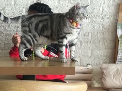 -平行世界·猫咖(首经贸店)