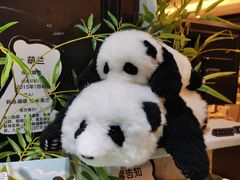 -轩客会(熊猫书店)