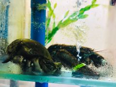 -富临港·蒸汽海鲜·手抓海鲜·炒菜(栈桥店)