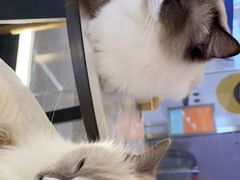 -喵喵咪呀布偶猫咖(春熙路店)