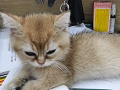 -爱佳宠物中心医院24H·CT·骨外科·猫专科(瑶海万达店)