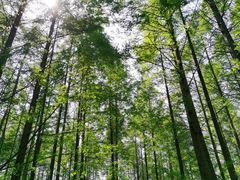 -黄海国家森林公园