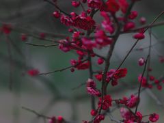 -无锡梅园公园