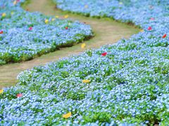 -上海辰山植物园