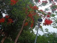 -东莞植物园