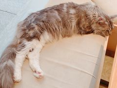 -瞄一喵猫咖(格力海岸店)