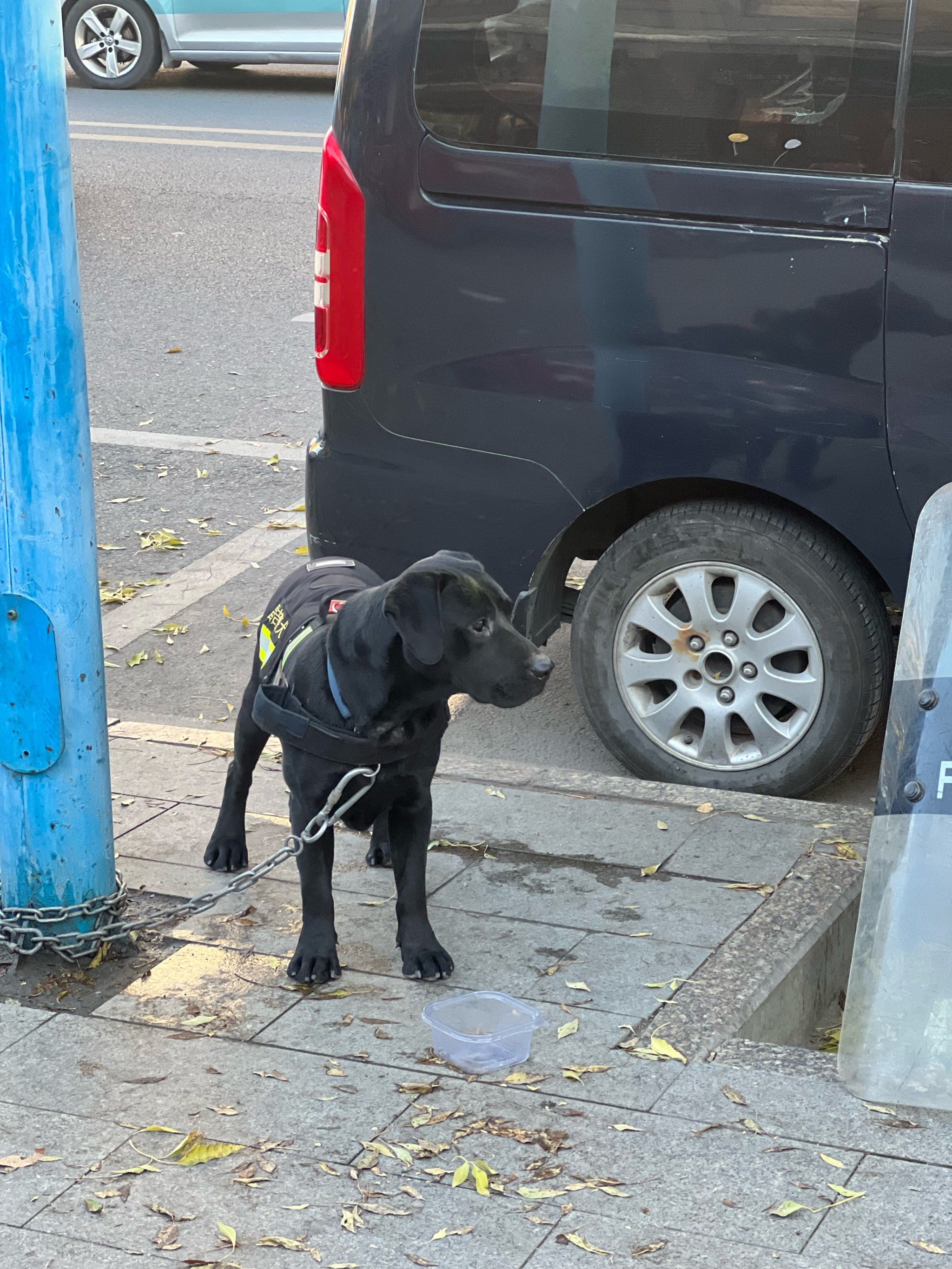 这个警犬也太帅了吧!