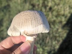 -山丹皇家马场