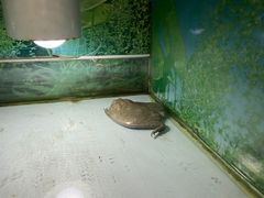 -上海大自然野生昆虫馆(东方明珠·爬宠昆虫探索中心)